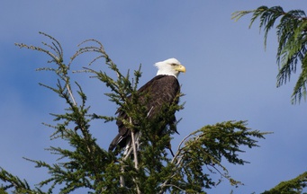 Bella Bella Eagle - HEILTSUK NATION 